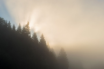 Sonnenaufgang mit Sonnenstrahlen im Nebel über dem Wald mit Bäumen