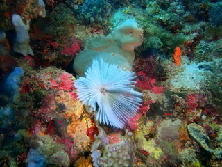 Tube worm