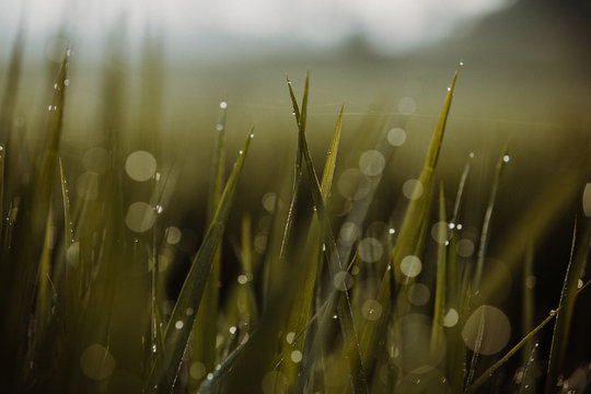 Close-up of dew on green grass