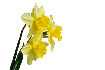 Daffodil flower or narcissus bouquet isolated on white background cutout