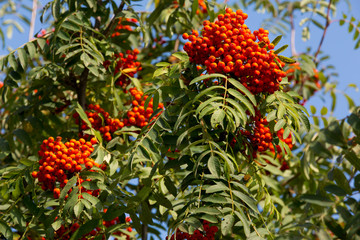Ripe bunches of rowan on the background of blue sky