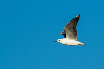 Hartlaub's Gull in Flight