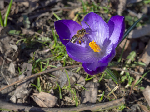 Spring season coming and bee inside saffron flower