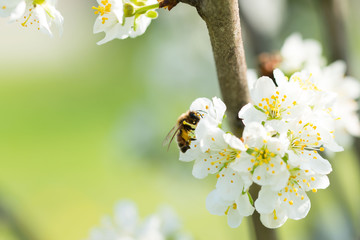 Bee on a flower