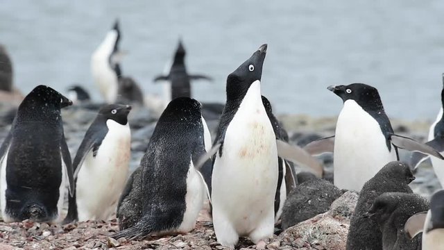 Adelie Penguin with chicks