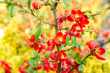 red flowering quince branches spring garden Blossoming Chaenomeles japonica flowering quince Japanese quince genus spiny shrubs native to eastern Asia Japan China Korea seedlings greenhouse