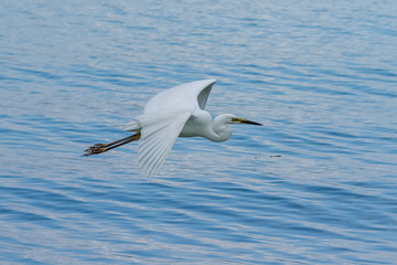 White great egret flying over the lake