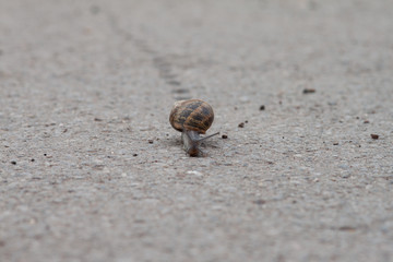 Schnecke on Tour