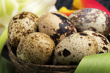 Quail eggs in the nest