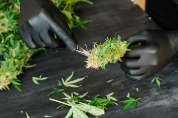 farmer with yellow gloves is trimming harvested weed on white table with Heavy Duty Shears for...