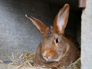 Lapin dans son clapier
