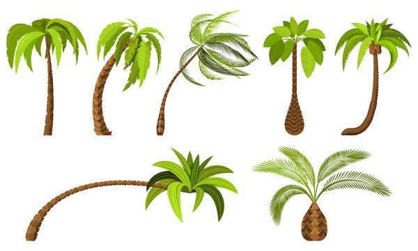 Palm trees isolated on white background. Beautiful vectro palma tree set vector illustration