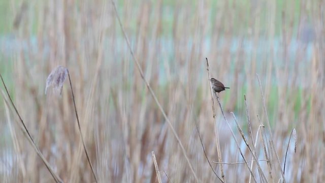 an Willow warbler singing the water on the reeds
