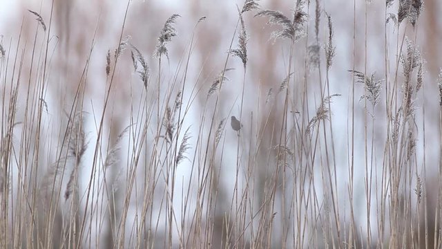 an Willow warbler singing the water on the reeds
