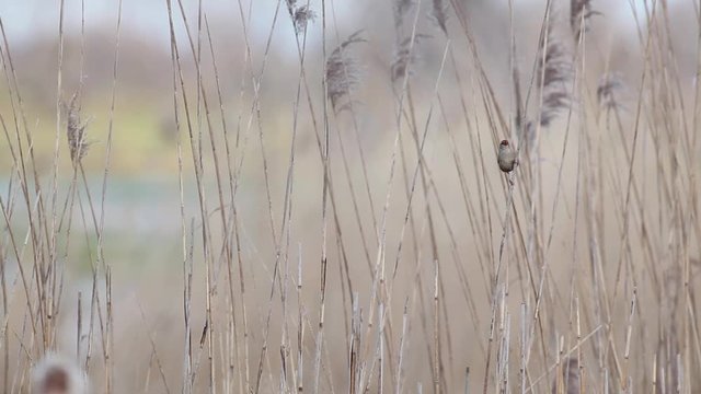 an Willow warbler singing the water on the reeds
