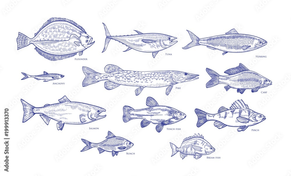 Wall mural collection of fish hand drawn with blue contour lines on white background. bundle underwater animals