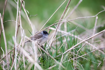 An Eurasian blackcap