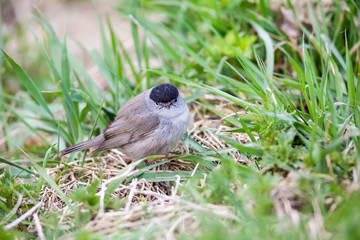 An Eurasian blackcap