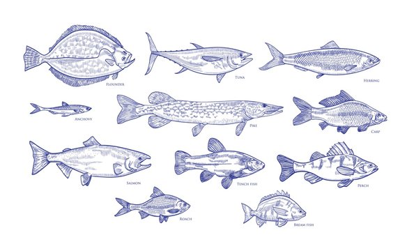 Collection of fish hand drawn with blue contour lines on white background. Bundle underwater animals or creatures living in sea and ocean. Monochrome vector illustration in vintage etching style.