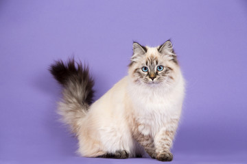 Playful Siberian cat on purple