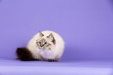 Amazing Siberian cat on purple