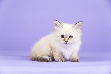 Fototapeta premium Beautiful kitten of pure bred