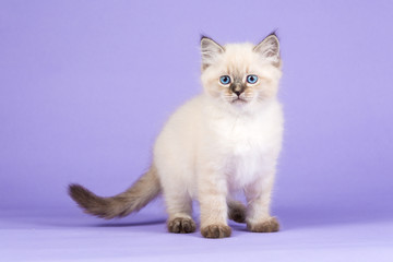 Beautiful kitten of pure bred