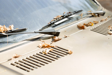 Yellow autumn leaves on a car windshield