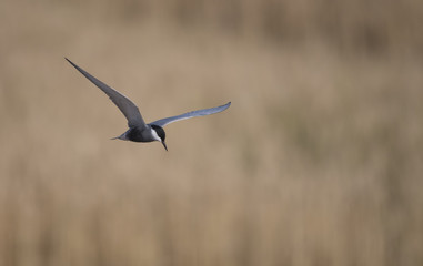 Whiskered tern (Chlidonias hybrida)