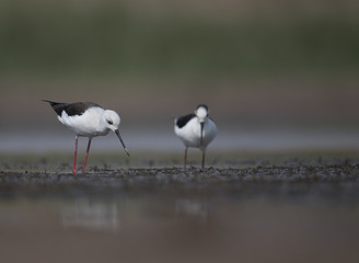 Black winged stilt