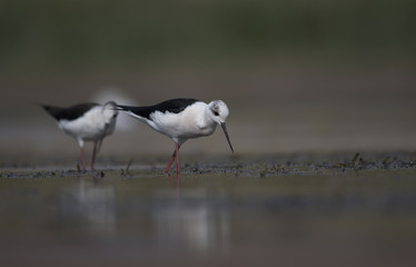 Black winged stilt