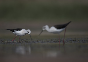 Black winged stilt