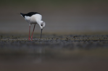 Black winged stilt