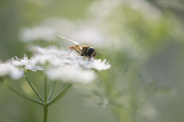 Honey bee (or honeybee)