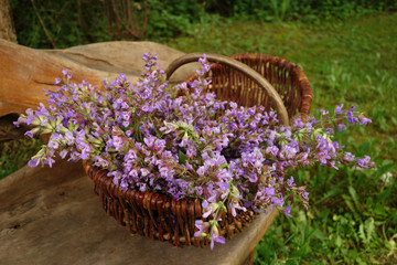 Salbei, Blüten, frisch gesammelt, in einem Korb