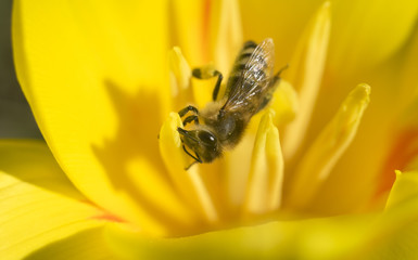 bee on a bright yellow flower closeup