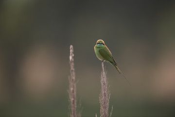 Little green Bee Eater