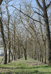 spring landscape with trees and bright green grass