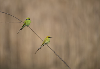 Little green Bee Eater
