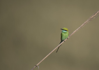 Little green Bee Eater