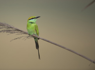 Little green Bee Eater