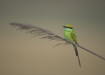 Little green Bee Eater