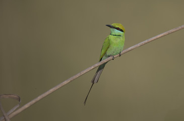 Little green Bee Eater