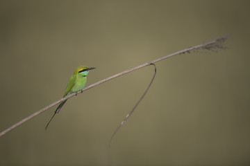 Little green Bee Eater