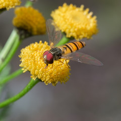 Fly Syrphidae  sits on the yellow flower