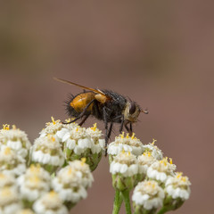 The hairy fly  on white flowers.