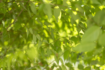 Fototapeta na wymiar Background of green tree leaves