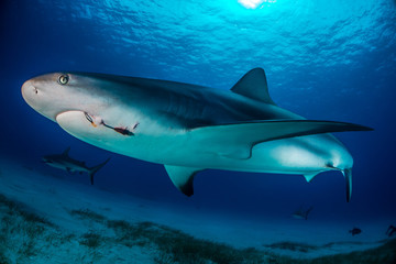Obraz na płótnie Canvas Reef Shark Bahamas