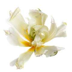 Fototapeta na wymiar Gently yellow blooming tulip isolated on white background.