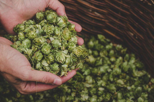 Green hops for beer. Man holding green hop cones